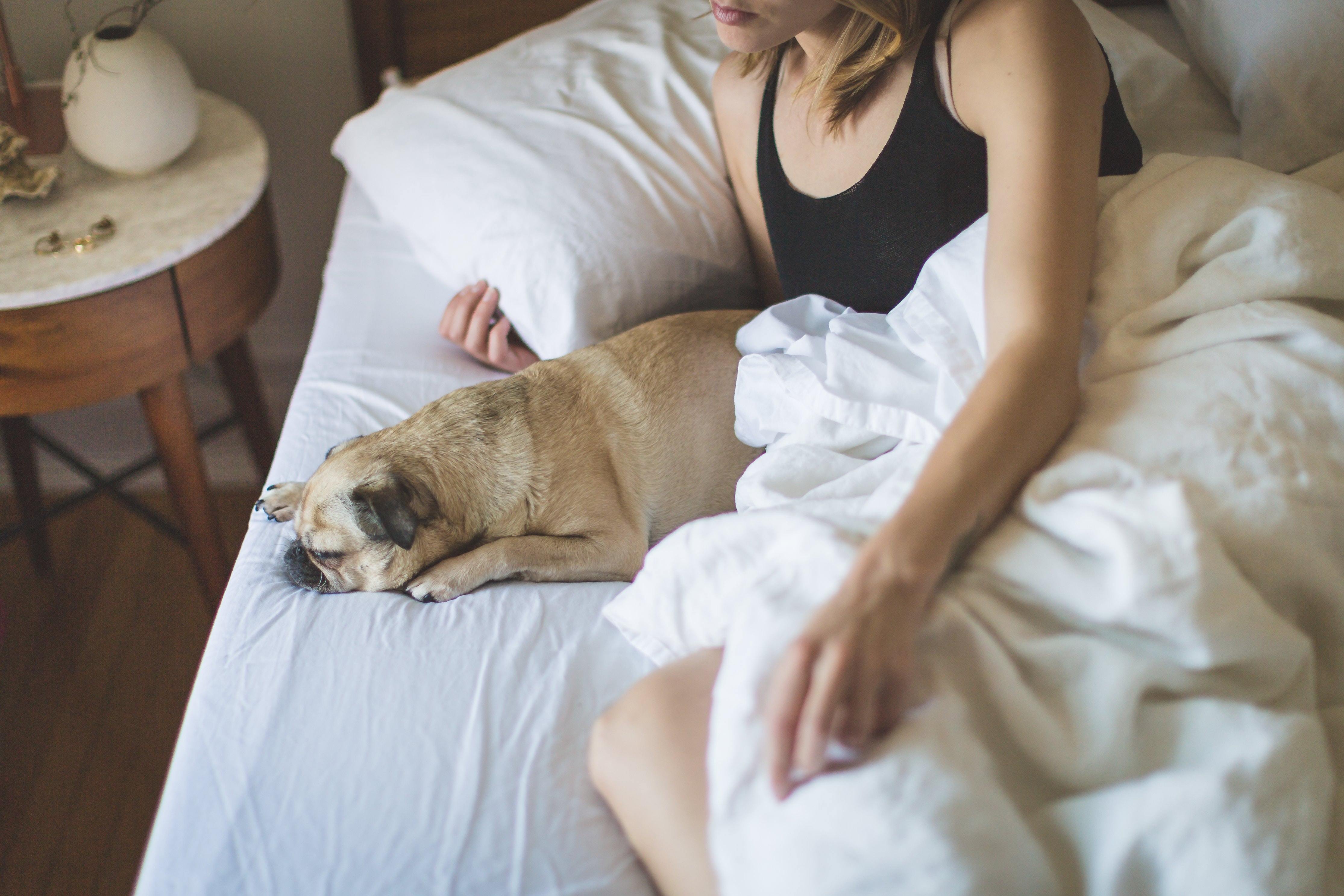 Top 5 Best Reasons to Have Support Animals