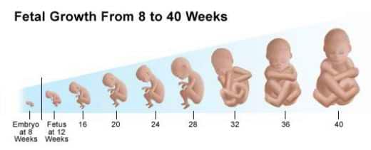 Pregnancy Signs Through the 40 Weeks