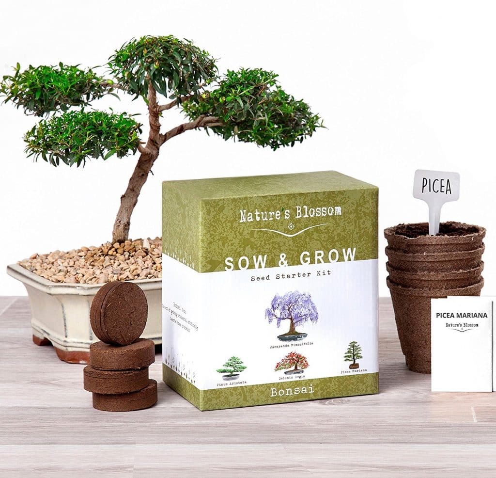 Nature’s Blossom Bonsai Trees Germination Kit