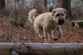 Soft Coated Wheaten Terrier