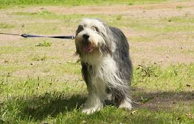 bearded collie