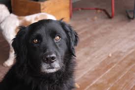 newfoundland