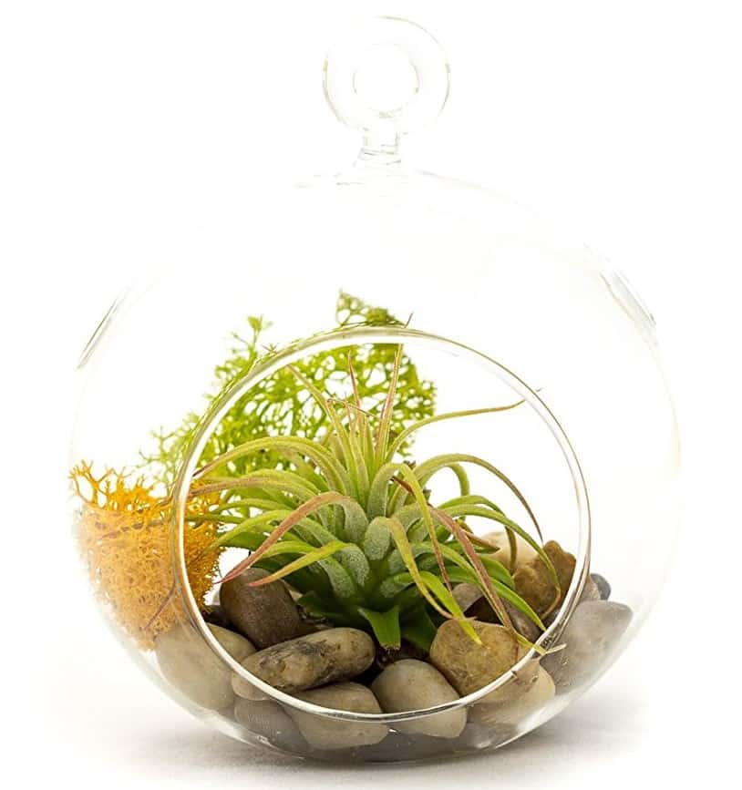 Complete Tillandsia Gift Set